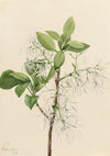 Goldenpea (Thermopsis rhombifolia) (1923)