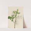 Fringe Tree (Chionanthus virginica) (1922) by Mary Vaux Walcott