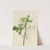 Fringe Tree (Chionanthus virginica) (1922) by Mary Vaux Walcott