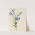 Fringed Gentian (Gentiana crinita) (1905) by Mary Vaux Walcott