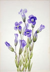 Fringed Gentian (Gentiana elegana) (1933)