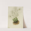 Fringed Parnassia (Parnassia fimbriata) (1905) by Mary Vaux Walcott