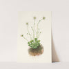 Fringed Parnassia. Parnassia fimbriata (1925) by Mary Vaux Walcott