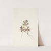 Fringed Polygala. Polygala paucifolia (1925) by Mary Vaux Walcott