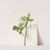 Fringetree. Chionanthus virginica (1925) by Mary Vaux Walcott