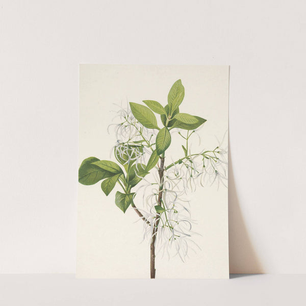Fringetree. Chionanthus virginica (1925) by Mary Vaux Walcott