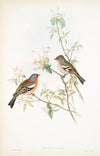 Fringilla cælebs. Chaffinch. (1862-1873)