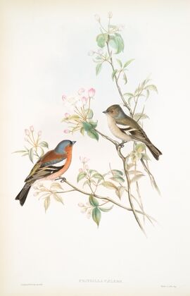 Fringilla cælebs. Chaffinch. (1862-1873)