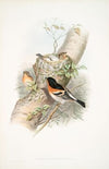 Fringilla montifringilla. Bramblefinch. (1862-1873)