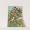 Fringilla montifringilla, Fringilla coelebs, Carduelis carduelis by Johann Friedrich Naumann