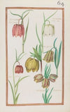 Fritillaria flore cameo ; fritillaria floré albo ; fri. pyrenea ; fri. italica ; fritillar. hispanica (1624)