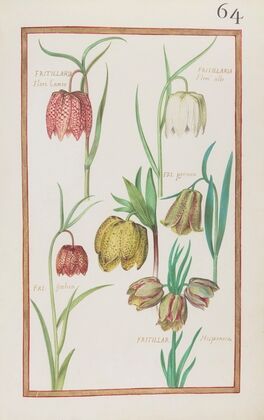 Fritillaria flore cameo ; fritillaria floré albo ; fri. pyrenea ; fri. italica ; fritillar. hispanica (1624)