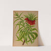 Fritillaria Imperialis Foliis Aureo Variegatis. (1872-1881) by Arentina Hendrica Arendsen