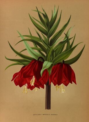 Fritillaria Imperialis Maximus. (1872-1881)