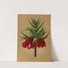 Fritillaria Imperialis Maximus. (1872-1881) by Arentina Hendrica Arendsen