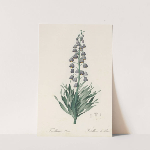 Fritillaria persica (1802-1816) by Pierre Joseph Redouté