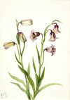 Fritillary (Fritillaria biflora) (1935)