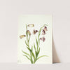 Fritillary (Fritillaria biflora) (1935) by Mary Vaux Walcott
