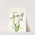 Fritillary (Fritillaria biflora) (1935) by Mary Vaux Walcott