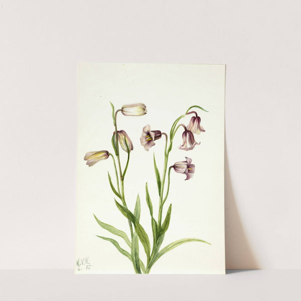 Fritillary (Fritillaria biflora) (1935) by Mary Vaux Walcott