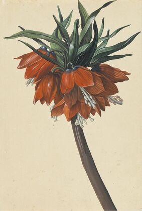 Frittelaria imperialis