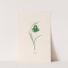 Frittilari. [Fritillaria] (1692) by Magdelena Rosina Funck