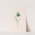 Frittilari. [Fritillaria] (1692) by Magdelena Rosina Funck