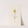 Frittilari. [Fritillaria] (1692) by Magdelena Rosina Funck