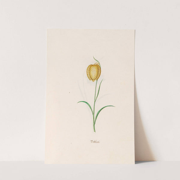 Frittilari. [Fritillaria] (1692) by Magdelena Rosina Funck
