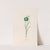 Frittilari. [Fritillaria] (1692) by Magdelena Rosina Funck