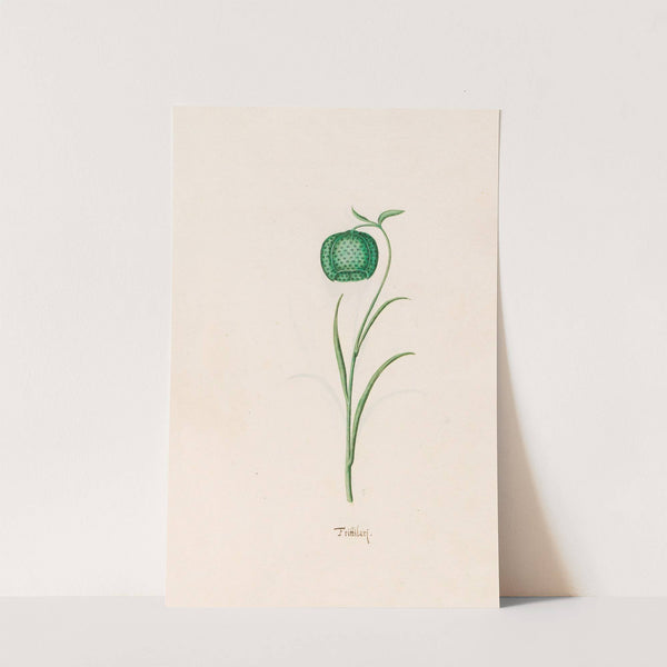 Frittilari. [Fritillaria] (1692) by Magdelena Rosina Funck
