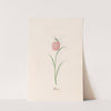 Frittilari. [Fritillaria] (1692) by Magdelena Rosina Funck
