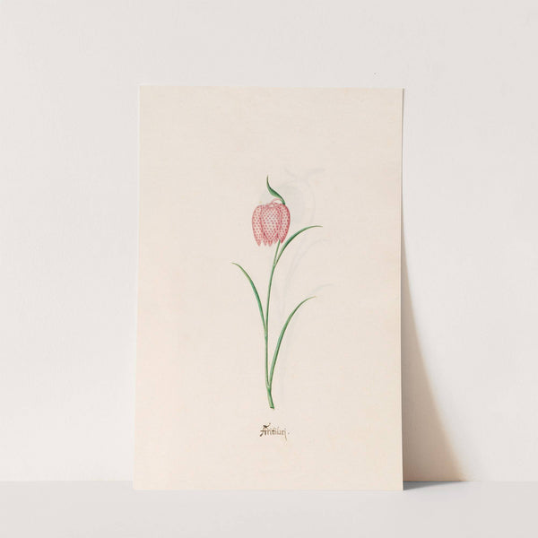 Frittilari. [Fritillaria] (1692) by Magdelena Rosina Funck