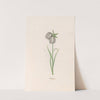 Frittilari. [Fritillaria] (1692) by Magdelena Rosina Funck