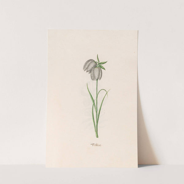 Frittilari. [Fritillaria] (1692) by Magdelena Rosina Funck