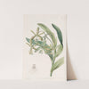 Frog Epindendrum by Sydenham Edwards