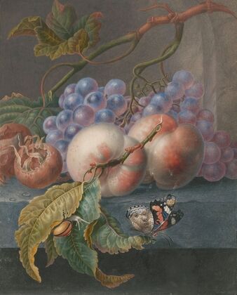 Fruits With A Butterfly And A Snail
