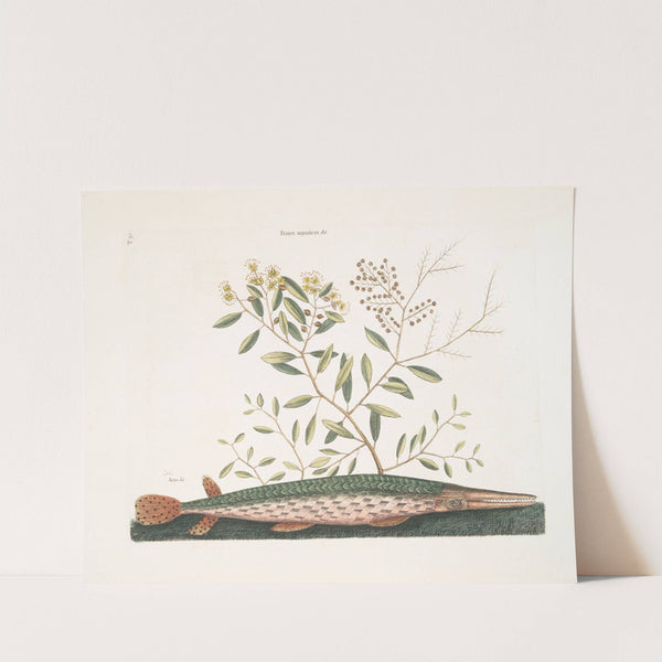 Frutex aquaticus &amp;c.; Acus &amp;c.,The green Gar-Fish. by Mark Catesby