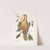 Frutex Lauri folio pendulo, fructu tricocco, semine nigro splendente, Red Wood; Psitticus Paradisis, The Parrot of Paradise. by Mark Catesby