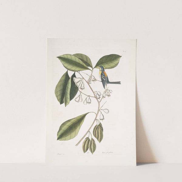 Frutex &amp;c. ; Parus fringillaris, The Frinch-Greeper. by Mark Catesby