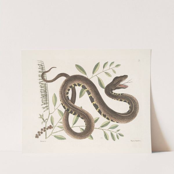 Frutex &amp;c.; Vipera Aquatica,The Water-Viper. by Mark Catesby