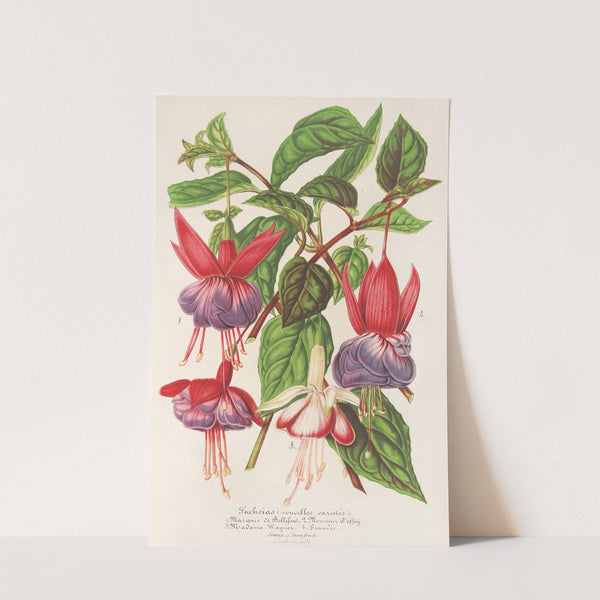 Fuchsia (nouvelles variétés de) (1854-1896) by Charles Antoine Lemaire