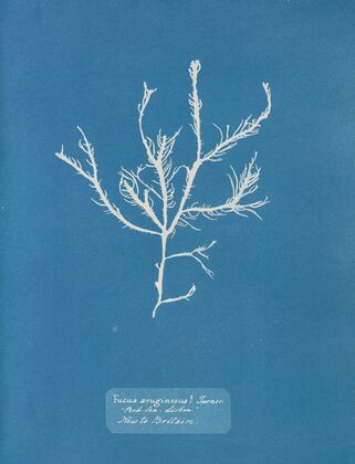 Fucus aruginosus; Turner. ‘Red Sea, Lisbon.’ New to Britain