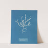 Fucus aruginosus; Turner. &#039;Red Sea, Lisbon.&#039; New to Britain by Anna Atkins