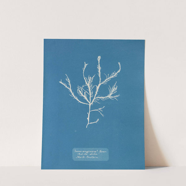 Fucus aruginosus; Turner. &#039;Red Sea, Lisbon.&#039; New to Britain by Anna Atkins