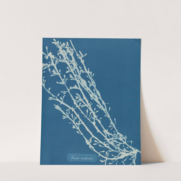 Fucus nodosus by Anna Atkins