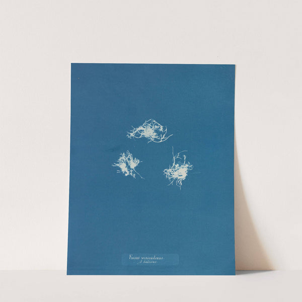 Fucus vesiculosus v. balticus by Anna Atkins