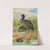 Fulica atra by Johann Friedrich Naumann