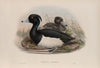 Fuligula cristata. Tufted Duck. (1862-1873)