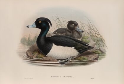 Fuligula cristata. Tufted Duck. (1862-1873)
